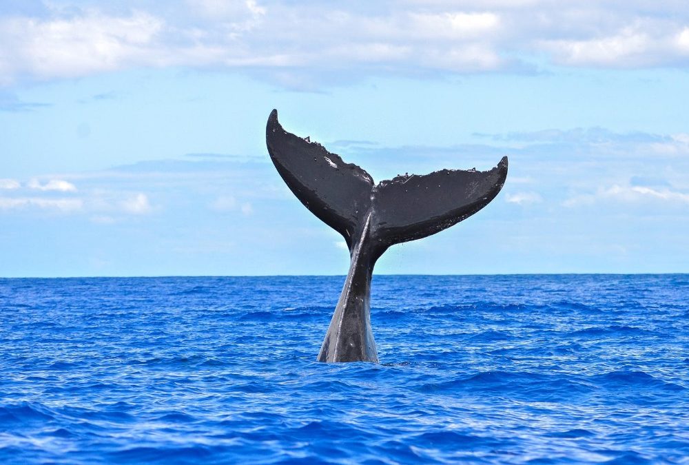 elouera-tower-apartments-maroochydore-beachside-accommodation