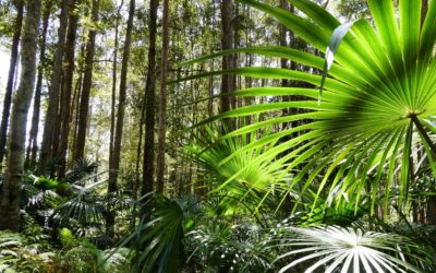 Discover the Maroochy Regional Bushland Botanic Gardens